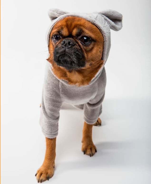 Cão vestido com roupa que possui orelhas de pano