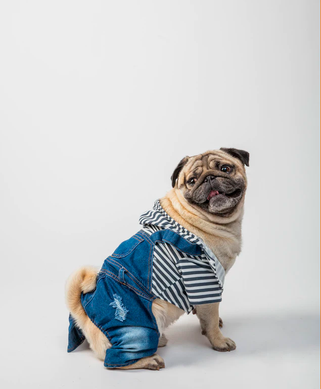 Cão vestido com roupa jeans